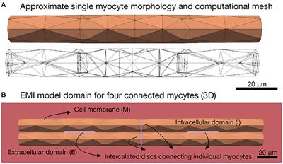 From Millimeters to Micrometers; Re-introducing Myocytes in Models of Cardiac Electrophysiology